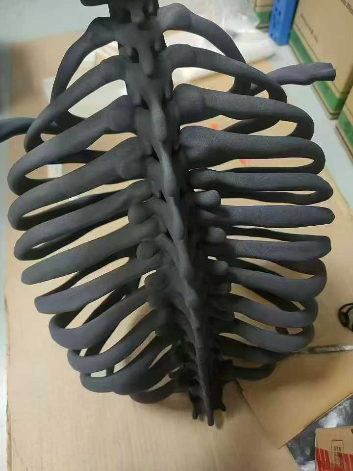 Rib Cage Anatomical Model